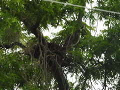 Pernis ptilorhynchus