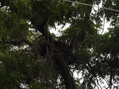 Pernis ptilorhynchus