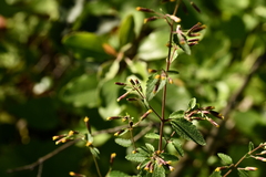 Brickellia secundiflora