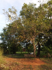 Cassia fistula