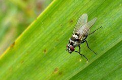 Limnophora obsignata