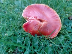 Hygrocybe punicea