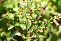 Brickellia secundiflora
