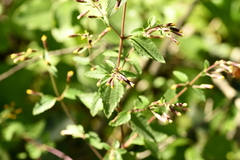 Brickellia secundiflora