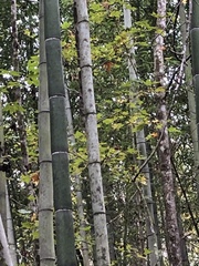 Phyllostachys aurea