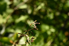 Brickellia secundiflora