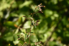 Brickellia secundiflora
