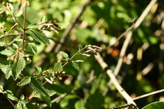 Brickellia secundiflora