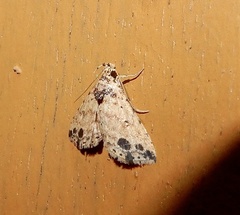 Acygnatha nigripuncta