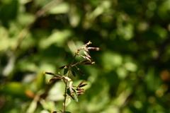 Brickellia secundiflora