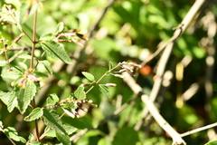 Brickellia secundiflora