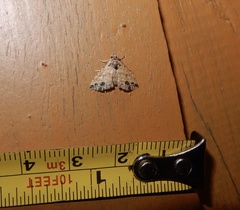 Acygnatha nigripuncta