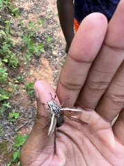 Rhabdopholis robertsi