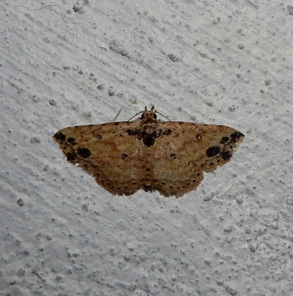 Acygnatha nigripuncta