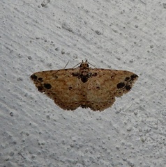 Acygnatha nigripuncta