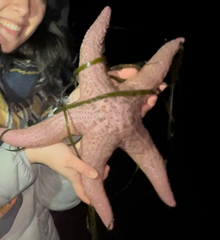 Pisaster brevispinus