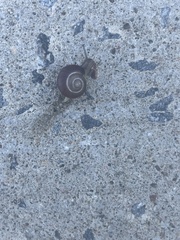 Cepaea nemoralis