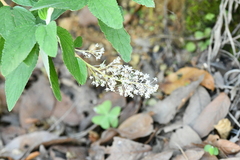 Ceanothus caeruleus