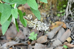 Ceanothus caeruleus