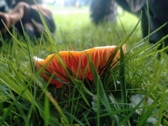 Hygrocybe punicea