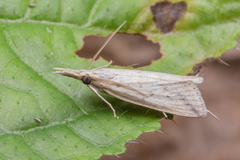 Schoenobiinae