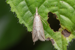 Schoenobiinae