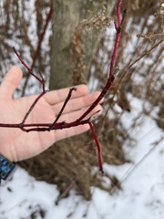 Cornus alba
