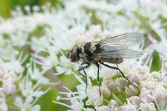 Limnophora obsignata