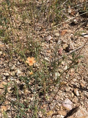 Portulaca suffrutescens
