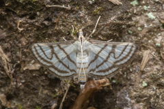 Ravanoa xiphialis