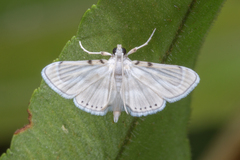 Musotiminae