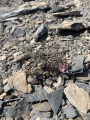 Astragalus whitneyi