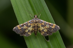 Eurrhyparodes tricoloralis