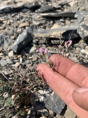 Astragalus whitneyi