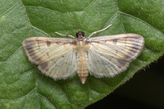 Nistra