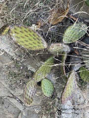 Opuntia decumbens