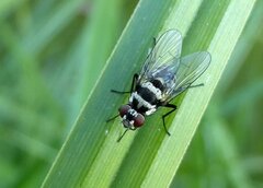 Limnophora obsignata