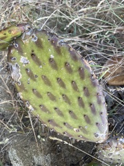 Opuntia decumbens