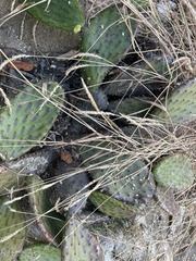 Opuntia decumbens
