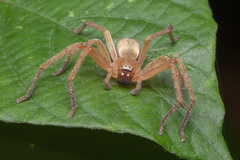 Olios
