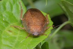 Pseudophoraspis nebulosa