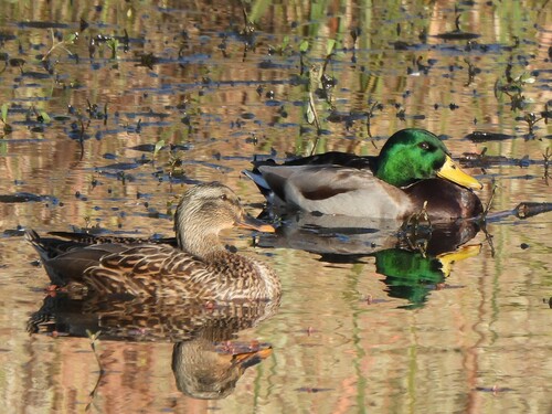 Mallard photographed in Texas