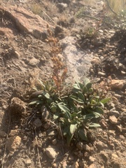 Penstemon humilis