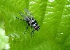 Limnophora obsignata