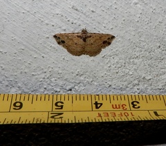 Acygnatha nigripuncta