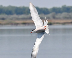 Sterna hirundo