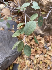 Rhamneae