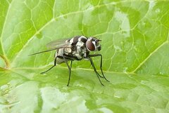 Limnophora obsignata