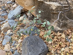 Rhamneae