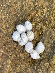 Echinolittorina modesta